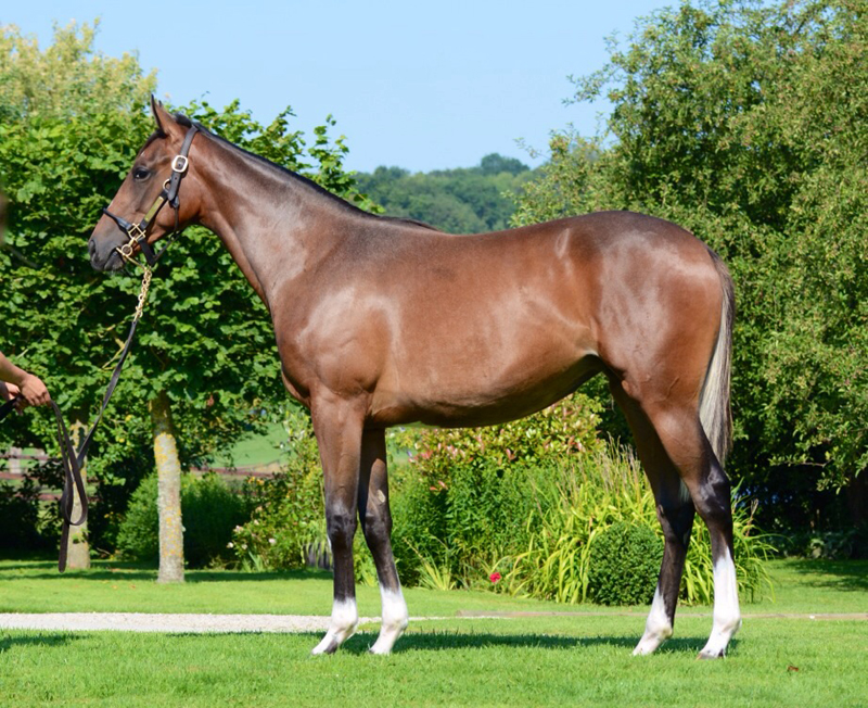 Exemple d'analyse morphologique par IA sur un lot Arqana